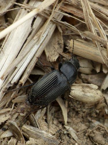 Anisodactylus signatus